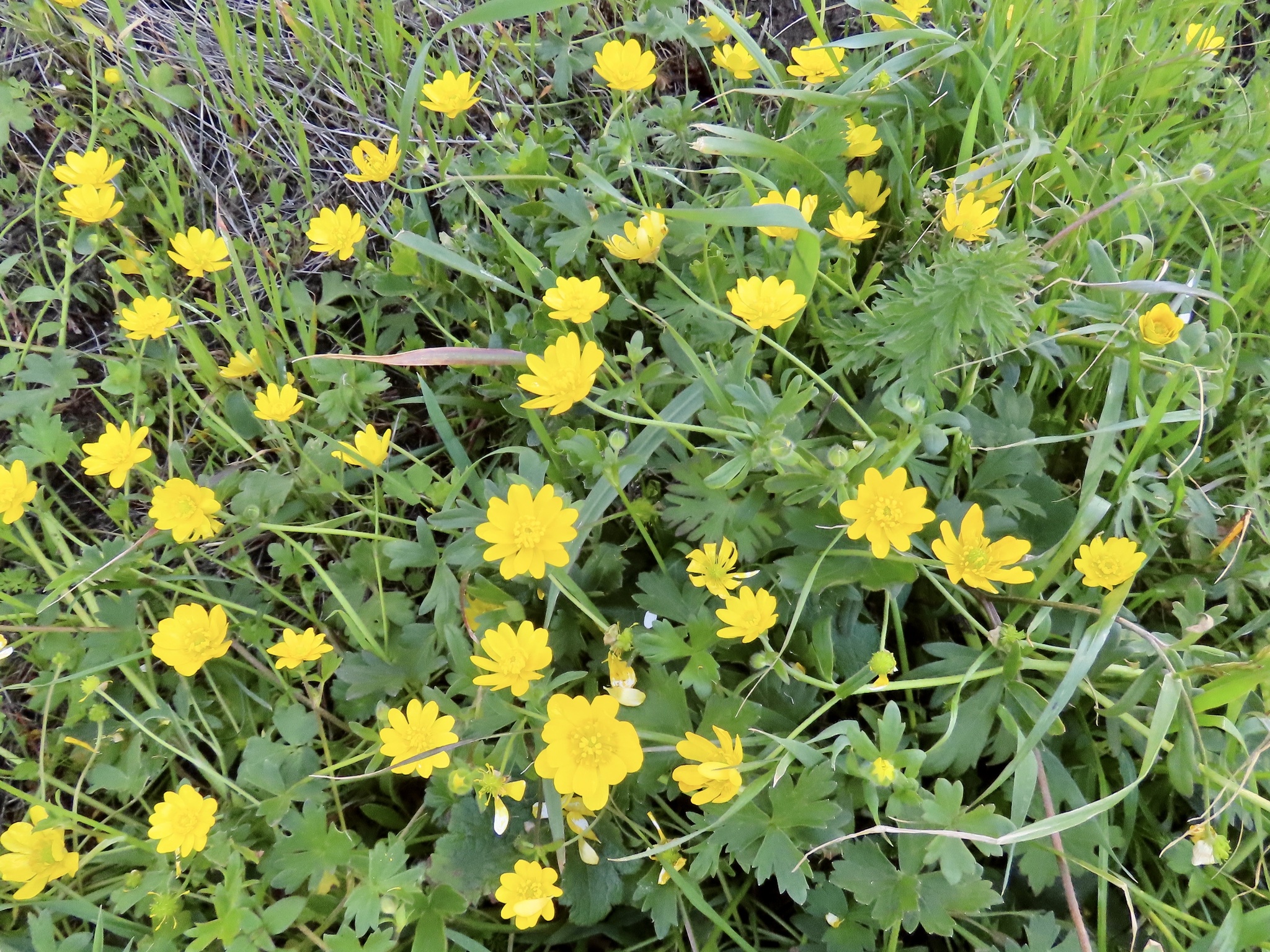 Ranunculus californicus