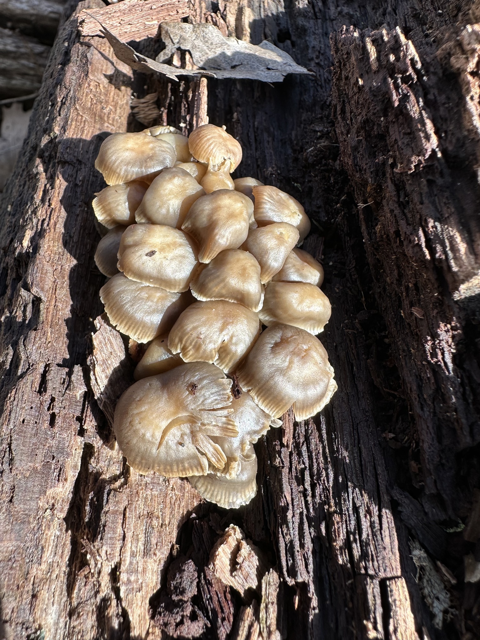Mycena overholtsii A.H.Sm. & Solheim