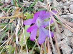 Primula minima