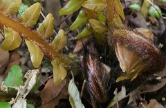 Blechnum brasiliense