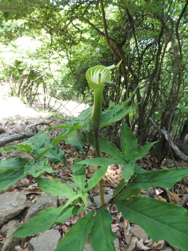 Image of Arisaema angustatum by no rights reserved