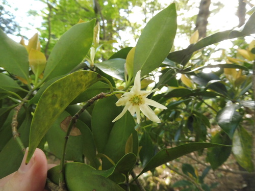Image of Illicium anisatum by no rights reserved