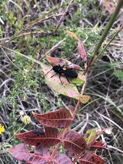 Tragidion coquus