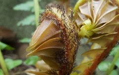 Blechnum brasiliense