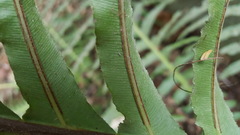 Blechnum brasiliense
