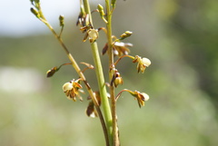 Eulophia cochlearis