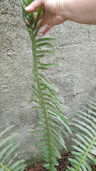 Blechnum brasiliense