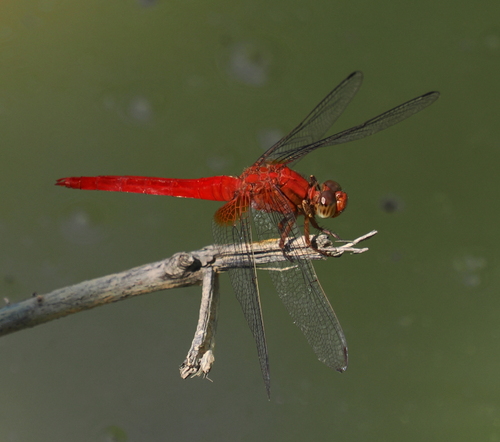 Orange Skimmer photo 5