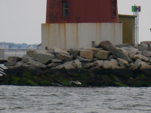 Harbor Seal photographed in Delaware
