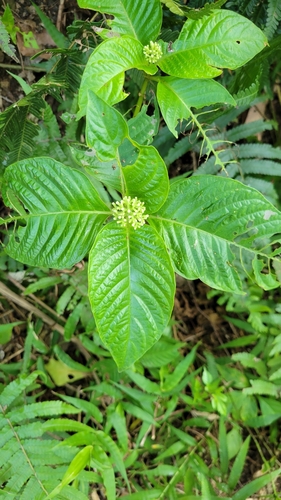 Ophiorrhiza kuroiwae iNat (3)