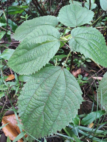 Image of Boehmeria macrophylla by (c) Augustin Soulard, some rights reserved (CC BY)