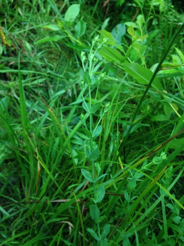 Coppery St. Johnswort (Hypericum denticulatum)