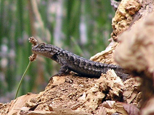 iNaturalist observation photo of Western Fence Lizard