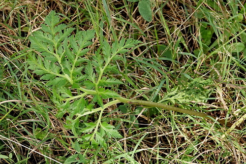Sceptridium australe (Sceptridium australe)