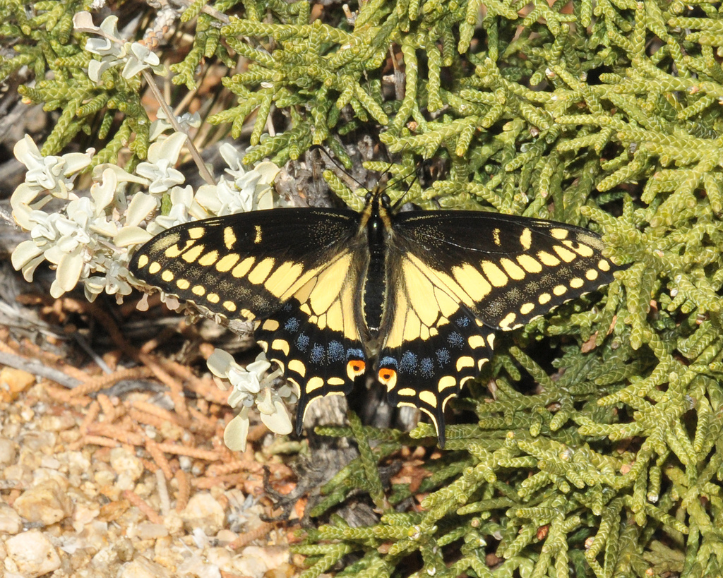 Black Swallowtail