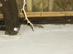 Phyllodactylus unctus