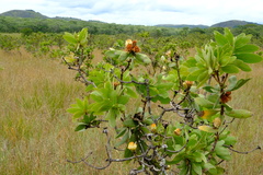 Protea welwitschii image