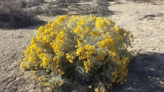 Ericameria nauseosa turbinata