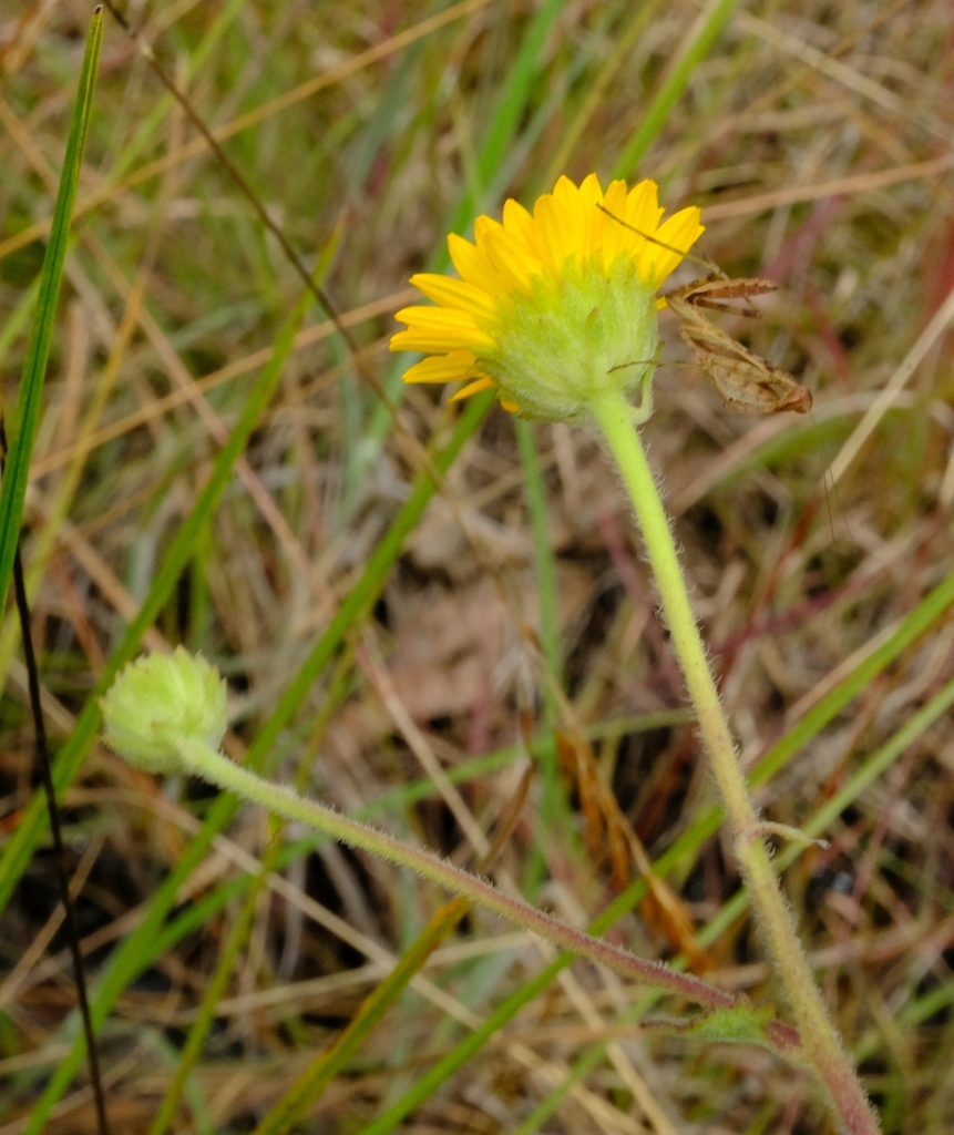 Anisopappus chinensis (Anisopappus chinensis)