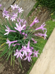 Tulbaghia
