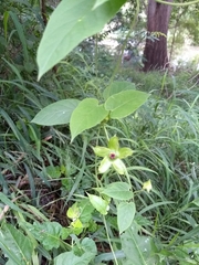 Gonolobus erianthus