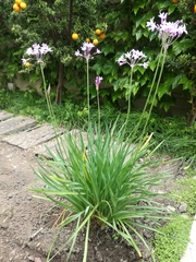 Tulbaghia