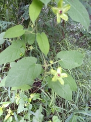 Gonolobus erianthus