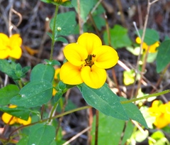Sclerocarpus divaricatus
