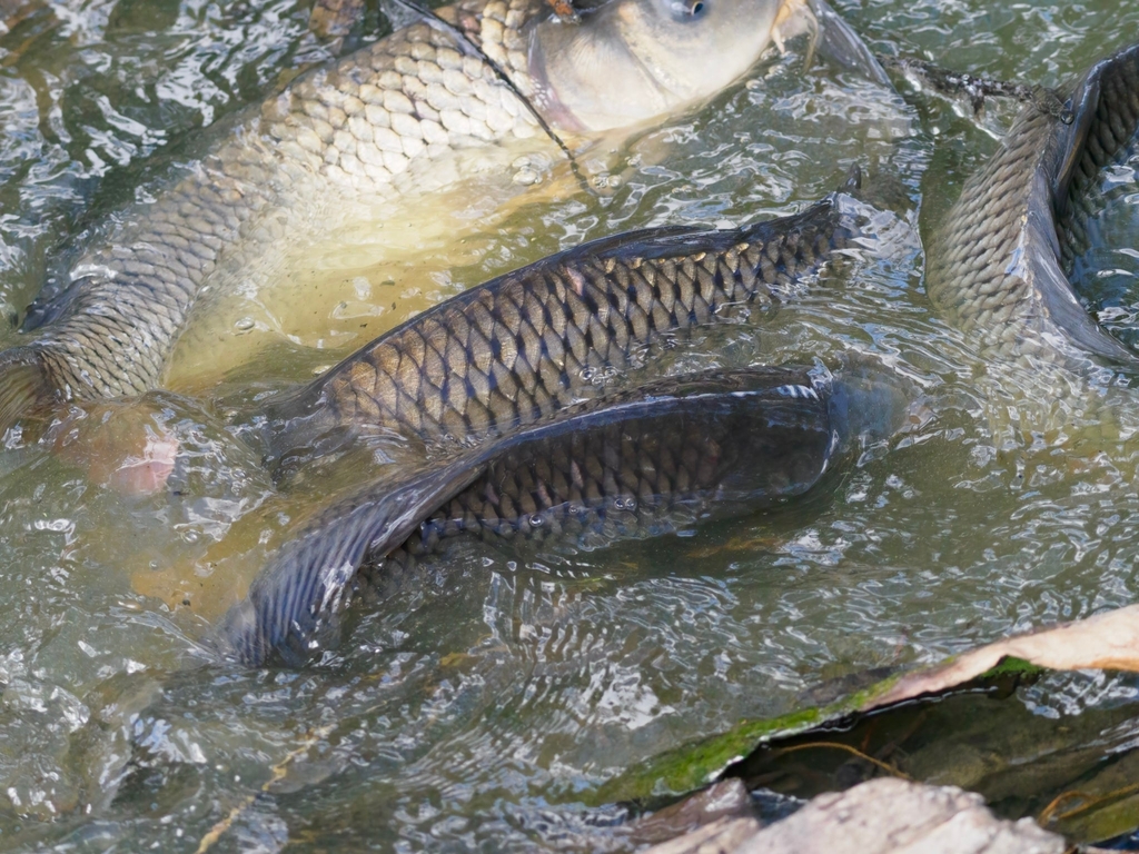 European Carp from Forbes NSW 2871, Australia on April 09, 2023 at 02: ...