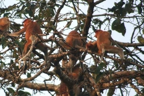 Proboscis Monkey