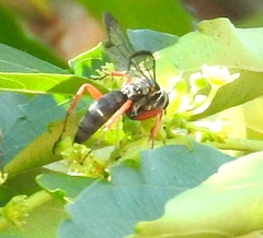 Episyron conterminus cressoni