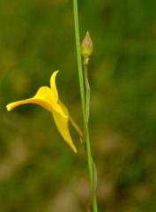 Utricularia prehensilis image