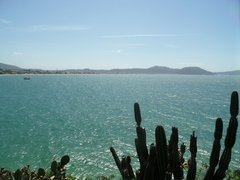 Cereus hildmannianus