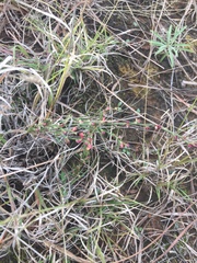 Polygonum ramosissimum