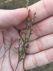 Polygonum ramosissimum