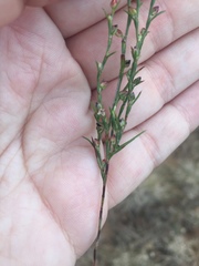 Polygonum ramosissimum