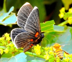 Melanis acroleuca acroleuca