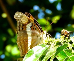 Doxocopa laure laure