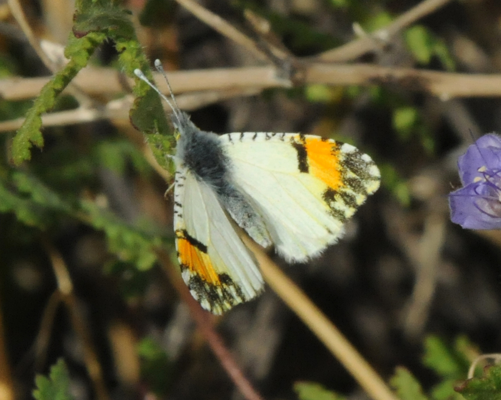 Anthocharis cethura cethura