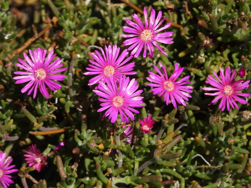 Image of Delosperma pageanum by (c) amantedarmanin, some rights reserved (CC BY)