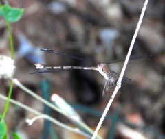 Lestes sigma