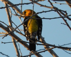 Pheucticus chrysopeplus