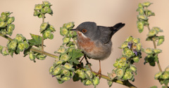 Eastern Subalpine Warbler photo 3