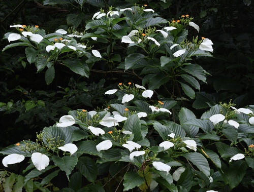 Mussaenda macrophylla observed 2023-04-14