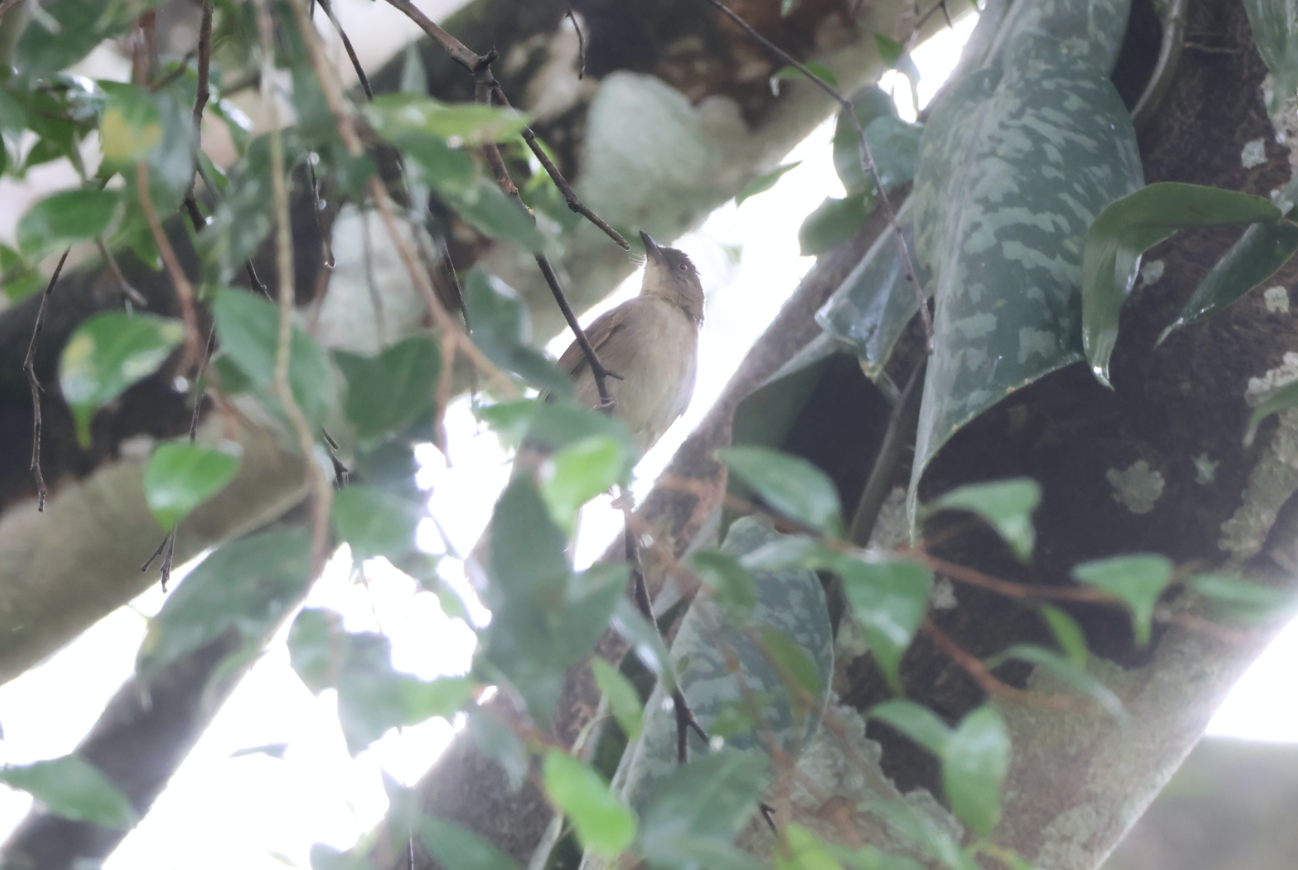 Cream-eyed Bulbul illustration