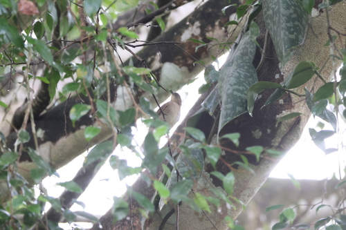 Cream-eyed Bulbul (Pycnonotus pseudosimplex), photo 4