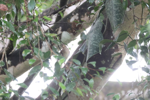 Cream-eyed Bulbul (Pycnonotus pseudosimplex), photo 5