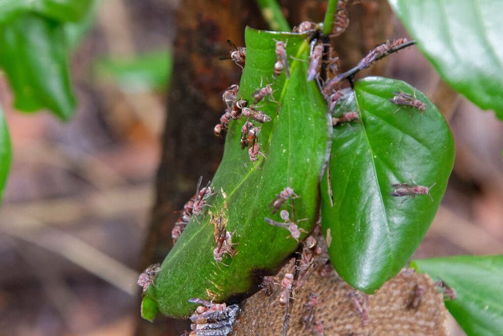 Ropalidia darwini