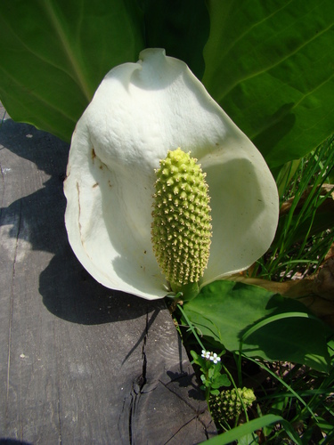 Image of Lysichiton camtschatcensis by (c) Michael Berardozzi, some rights reserved (CC BY)