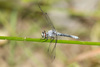 Elfin Skimmer - Photo (c) Greg Lasley, some rights reserved (CC BY-NC), uploaded by Greg Lasley
